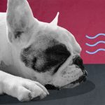Lo que dicen los expertos para mantener frescas a tus mascotas