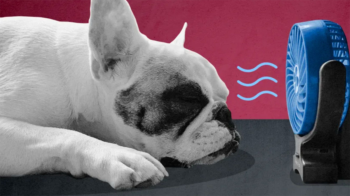 Lo que dicen los expertos para mantener frescas a tus mascotas